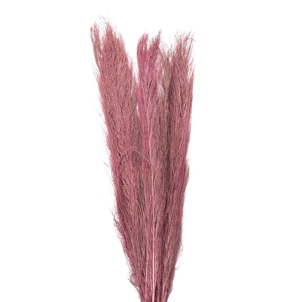 Dekorace růžová sušená květina - 100 cm (15ks) Clayre & Eef
