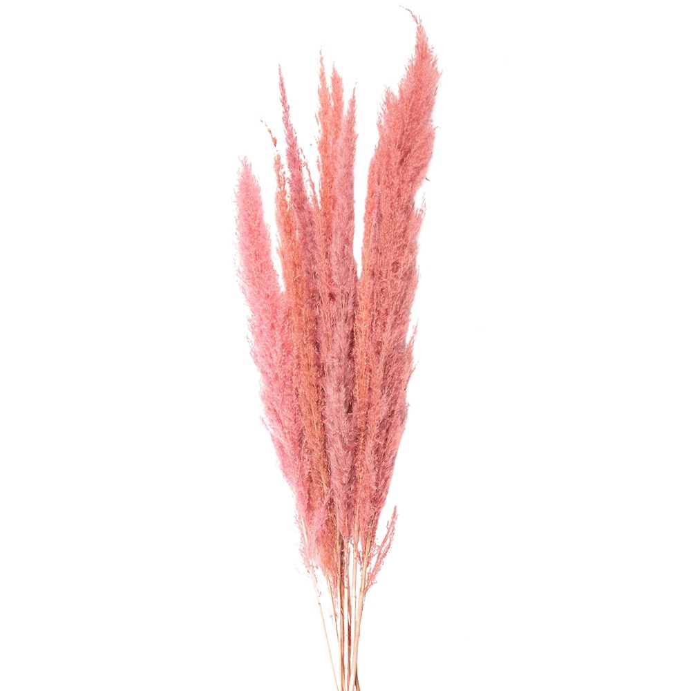 Dekorace růžová sušená květina - 100 cm  Clayre & Eef