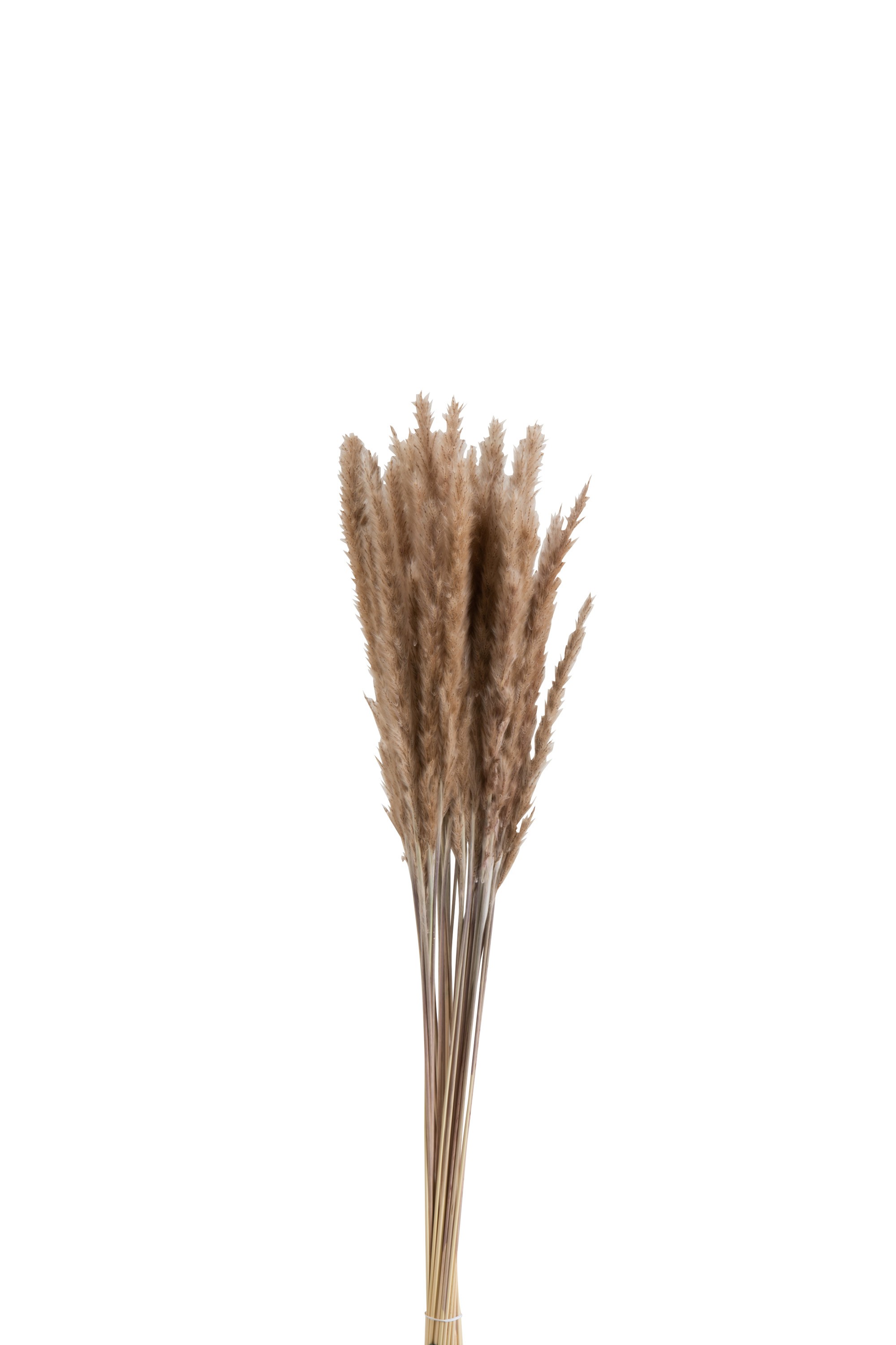 Svazek sušené trávy hnědé - 9*9*82 cm J-Line by Jolipa