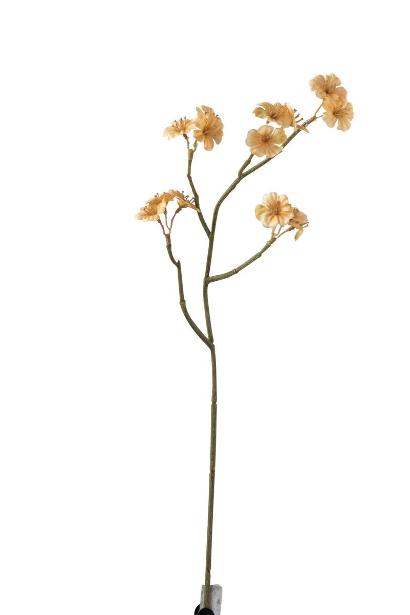 Větvička s béžovými květy Tweedia - 7*10*51 cm J-Line by Jolipa