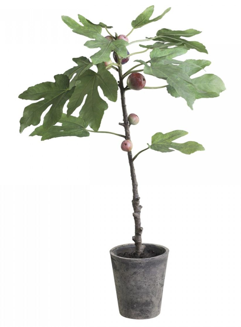 Dekorace umělý Fíkovník v keramickém květináči Old - 76cm