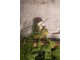 Dekorativní soška žáby s trpaslíkem - 7*7*9 cm