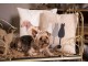 Hnědozlatá dekorace psa Chien - 39*14*24 cm