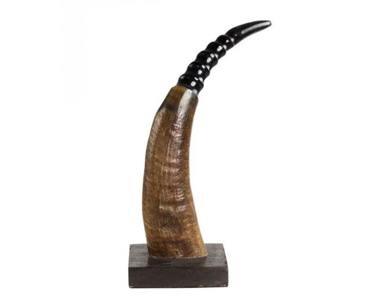 Dekorativní roh Buvol na dřevěném podstavci (bubalus bubalis) - 30cm 