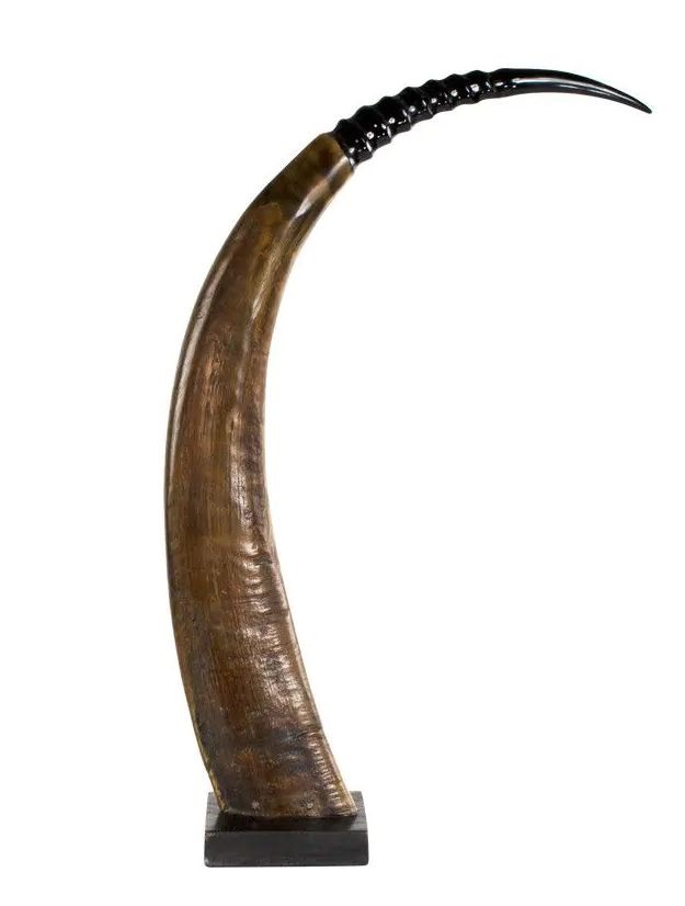 Dekorativní roh Buvol na dřevěném podstavci (bubalus bubalis) - 65cm HEHHR65
