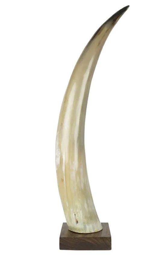 Dekorativní roh Bizon na dřevěném podstavci - 55cm