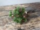 Vánoční zelená větvička se šiškami Fir Branch - 30cm