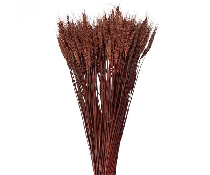 Hnědá pšeničné sušené klasy - 80 cm (200 gr)