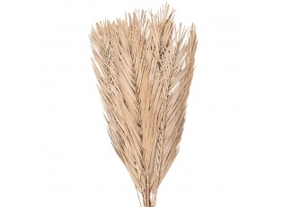 Béžová sušená květina tráva - 100 cm (15ks)