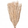 Béžová sušená květina tráva - 100 cm (15ks) Barva: BéžováMateriál: sušený přírodní produktHmotnost: 0,63 kg