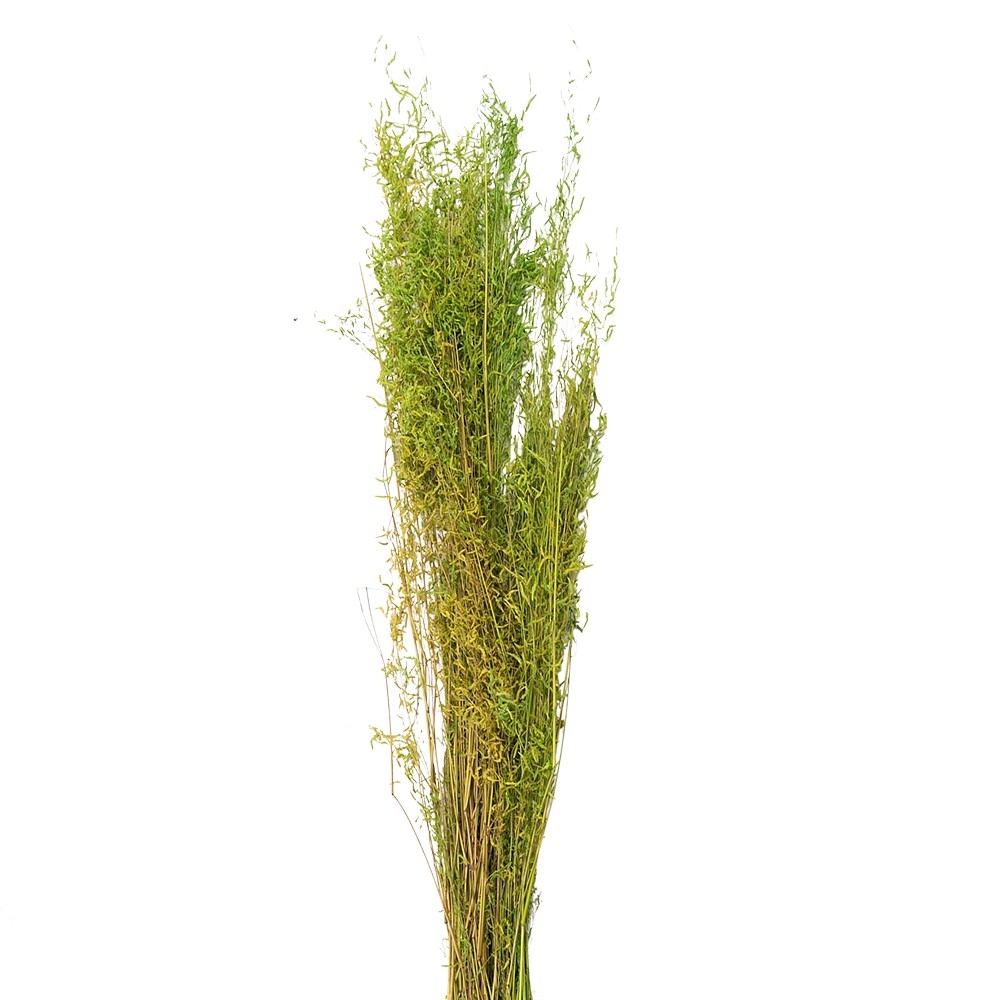 Dekorace zelená sušená květina - 90 cm (50 gr)