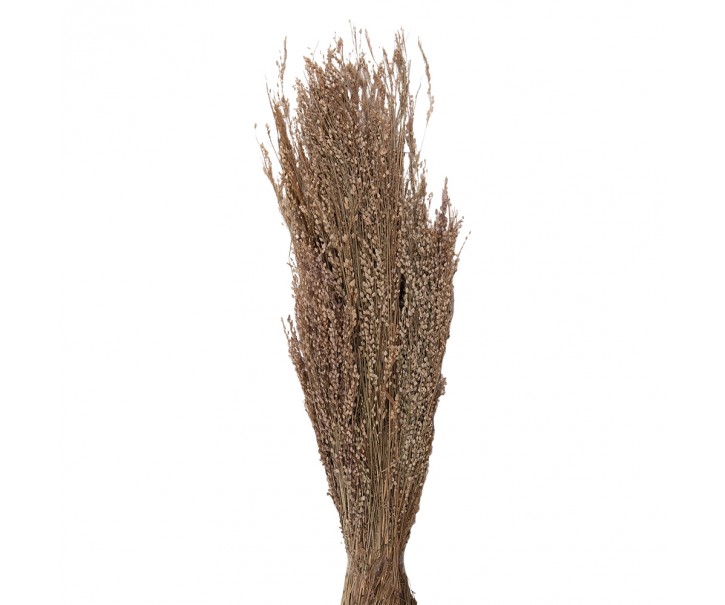 Dekorace béžová sušená květina - 60 cm (100 gr)