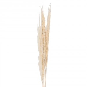 Přírodní béžová kytice sušené květy trávy - 90 cm (10ks)