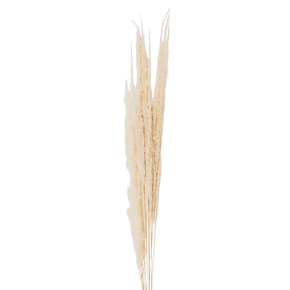 Přírodní béžová kytice sušené květy trávy - 90 cm (10ks)
