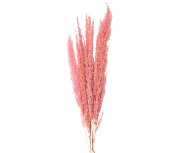 Dekorace růžová sušená květina - 100 cm 