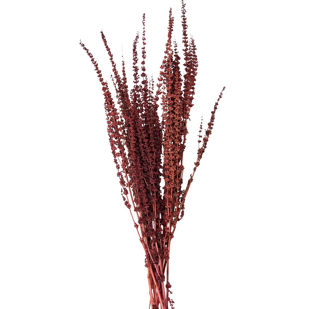 Dekorace vínová sušená květina - 85 cm (100 gr)