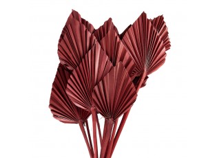 Vínová kytice sušené palmové listy - 55 cm (12ks)
