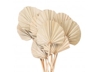 Béžová kytice sušené palmové listy - 55 cm (12ks)