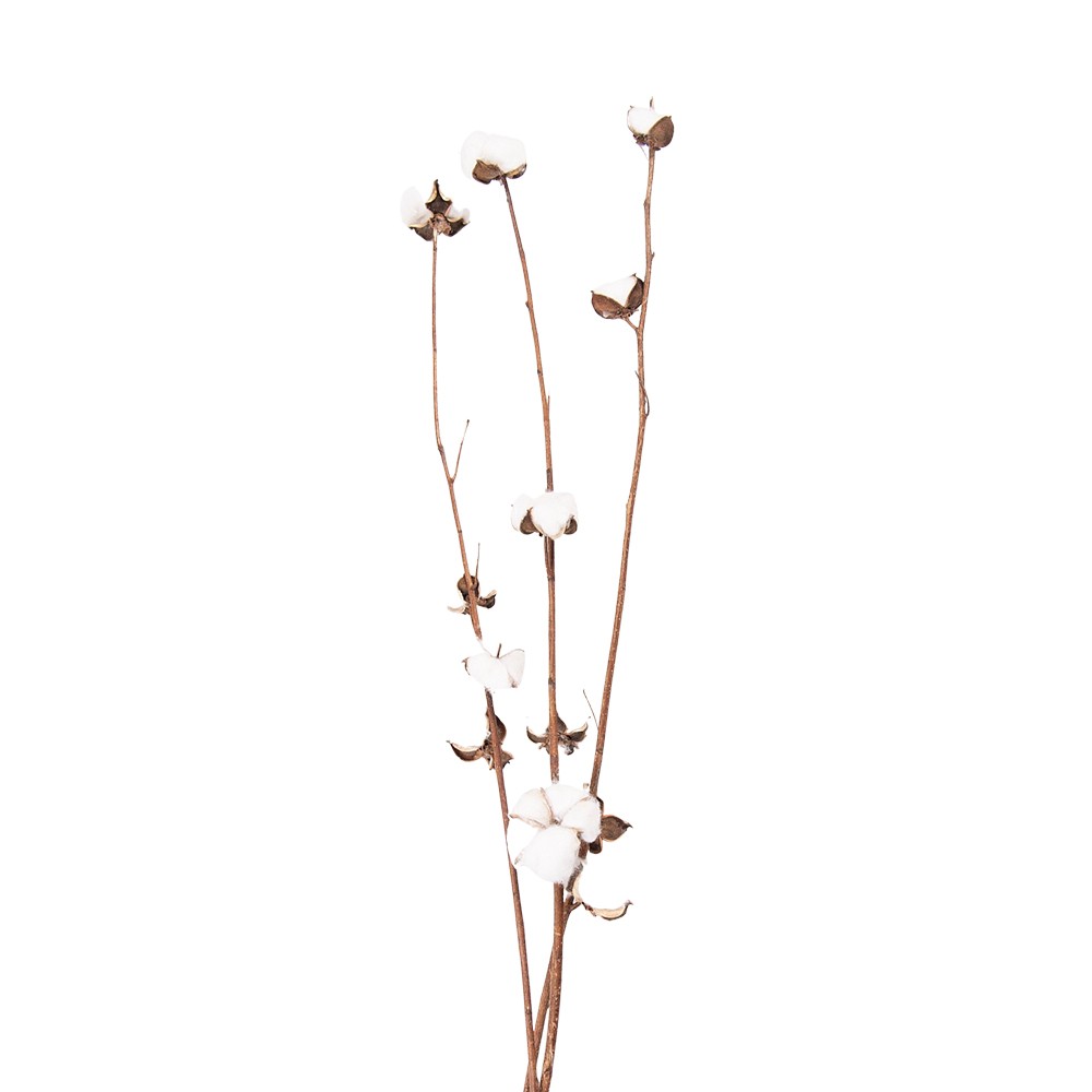 Bílo hnědá sušená květina - 80 cm 