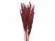 Vínová kytice sušené květy bambusu Bamboo - 100 cm (10ks)