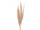 Přírodní béžová kytice sušené květy trávy - 100 cm (10ks)