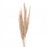 Přírodní béžová kytice sušené květy trávy - 100 cm (10ks) Barva: BéžováMateriál: sušené květy trávyHmotnost: 0,06 kg
