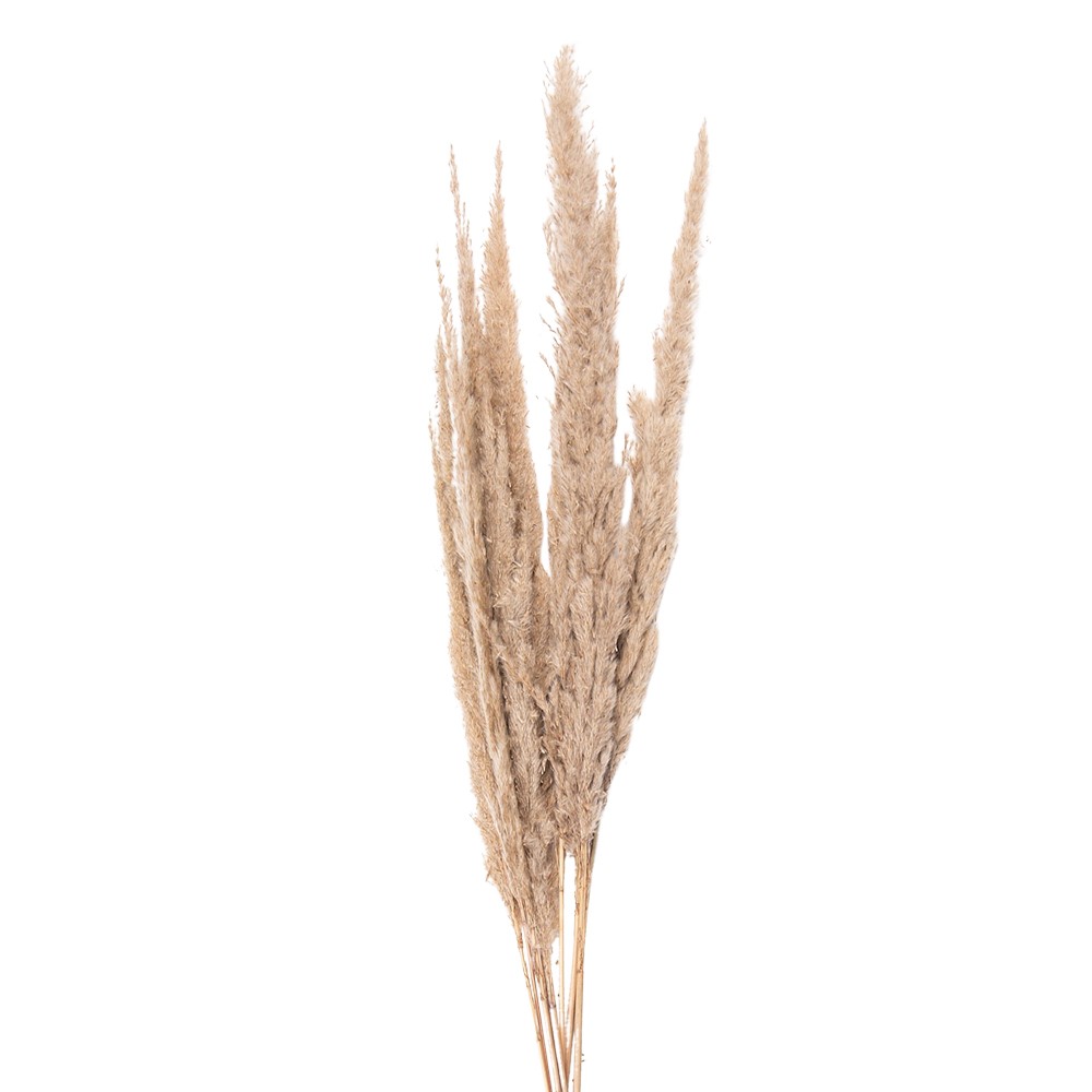 Přírodní béžová kytice sušené květy trávy - 100 cm (10ks) Clayre & Eef