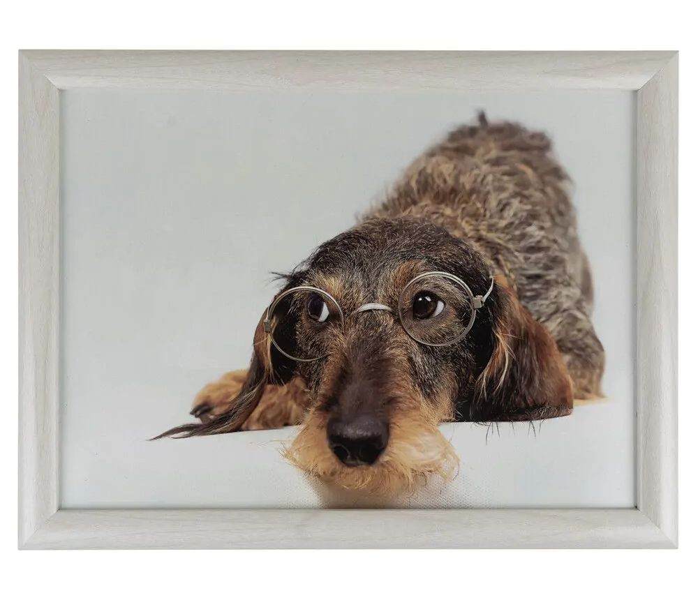Podnos na nohy s jezevčíkem v brýlích Dachshund humour - 43*33*7cm