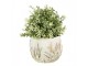 Cementový obal na květináč s jitrocelem Plantain S - Ø14*11cm