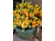 Kytice 7ks oranžových realistických tulipánů - 31cm