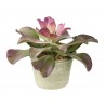 Dekorace umělá květina Echeveria v květináči - Ø16*23cm
Materiál: plastic Barva: zelená
Krásná Echeveria v květináči, která bude nevšedním a moderním doplňkem ve vašem interiéru.