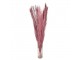 Dekorace růžová sušená květina - 100 cm (15ks)