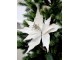 Bílá vánoční ozdoba květina hvězda na klipu - 25*6 cm