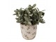 Béžový antik obal na květináč s olivami Olive Fields XS - Ø 11*10 cm