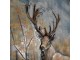 3D hnědý kovový obraz Iron Deer - 80*5*120 cm