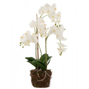 Dekorace umělá květina Orchidej s kořeny a mechem - 32*32*75 cm