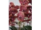 Dekorace umělá květina Orchidej s květináčem - 32*32*57 cm