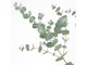Eucalyptus gunnii AZURA Winter Hardy - Ø 24* 45-65cm