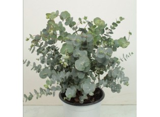 Eucalyptus cinerea Silver Dollar - Ø 17* 30 cm