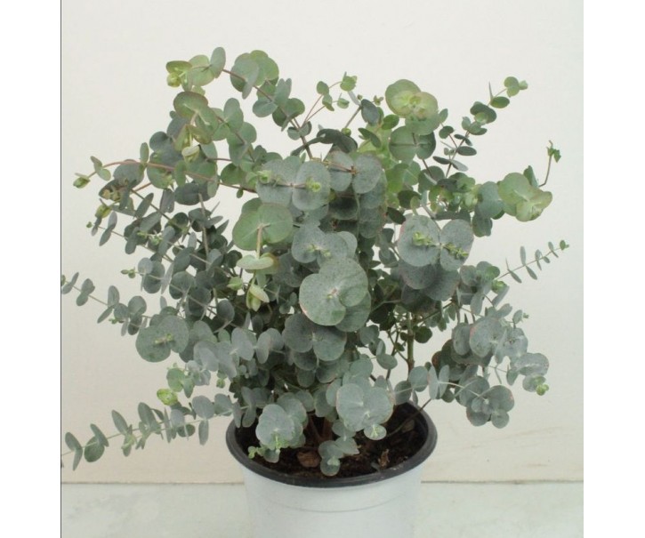 Eucalyptus cinerea Silver Dollar - Ø 17* 30 cm