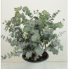 Eucalyptus cinerea Silver Dollar - Ø 17* 30 cmBarva: stříbřitě modro-zelená Průměr květináče : 17 cmVýška rostliny s květináčem : 30 cm