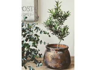 Olivovník Olea Europea - Ø 13* 40 cm
