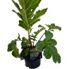 Paznehtík Acanthus Mollis - Ø 17* 40 cmBarva: zelenáPrůměr květináče : 17 cmVýška rostliny s květináčem : 40 cm