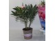 Oleand obecný Nerium oleander světle růžový - Ø 13* 50 cm