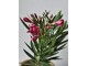 Oleand obecný Nerium oleander tmavě růžový - Ø 13* 50 cm