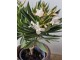 Oleandr obecný Nerium Oleander bílý - Ø 13* 50 cm
