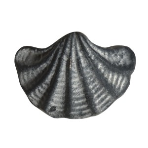 Šedá antik litinová úchytka mušle Shell - 6*4*4,5 cm