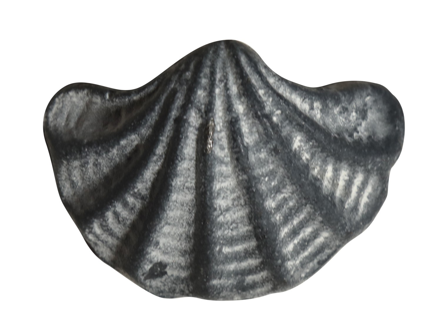Šedá antik litinová úchytka mušle Shell - 6*4*4,5 cm Chic Antique