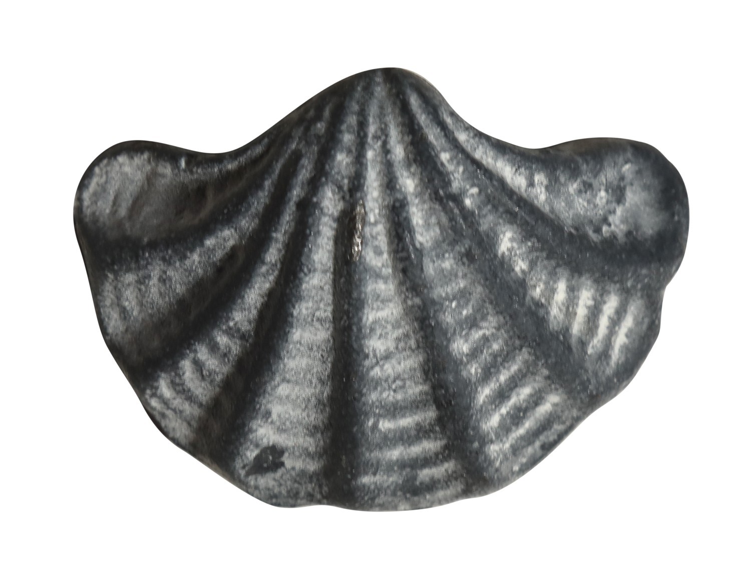 Šedá antik litinová úchytka mušle Shell - 6*4*4,5 cm