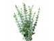 Dekorace zelená umělá rostlina eucalyptus - 10*8*50 cm